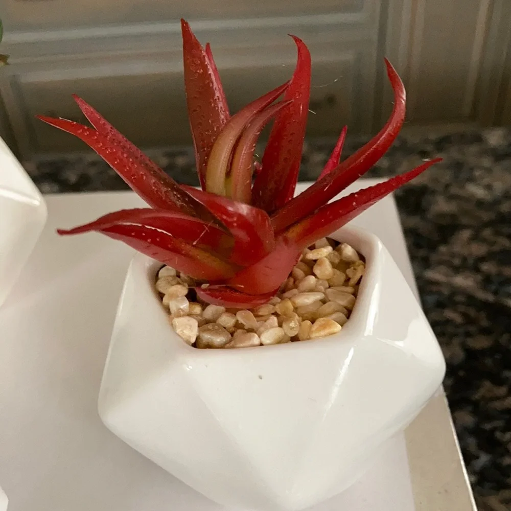 LEAFY CORNER ARTIFICIAL FAKE SUCCULENT PLANTS POTS NWT